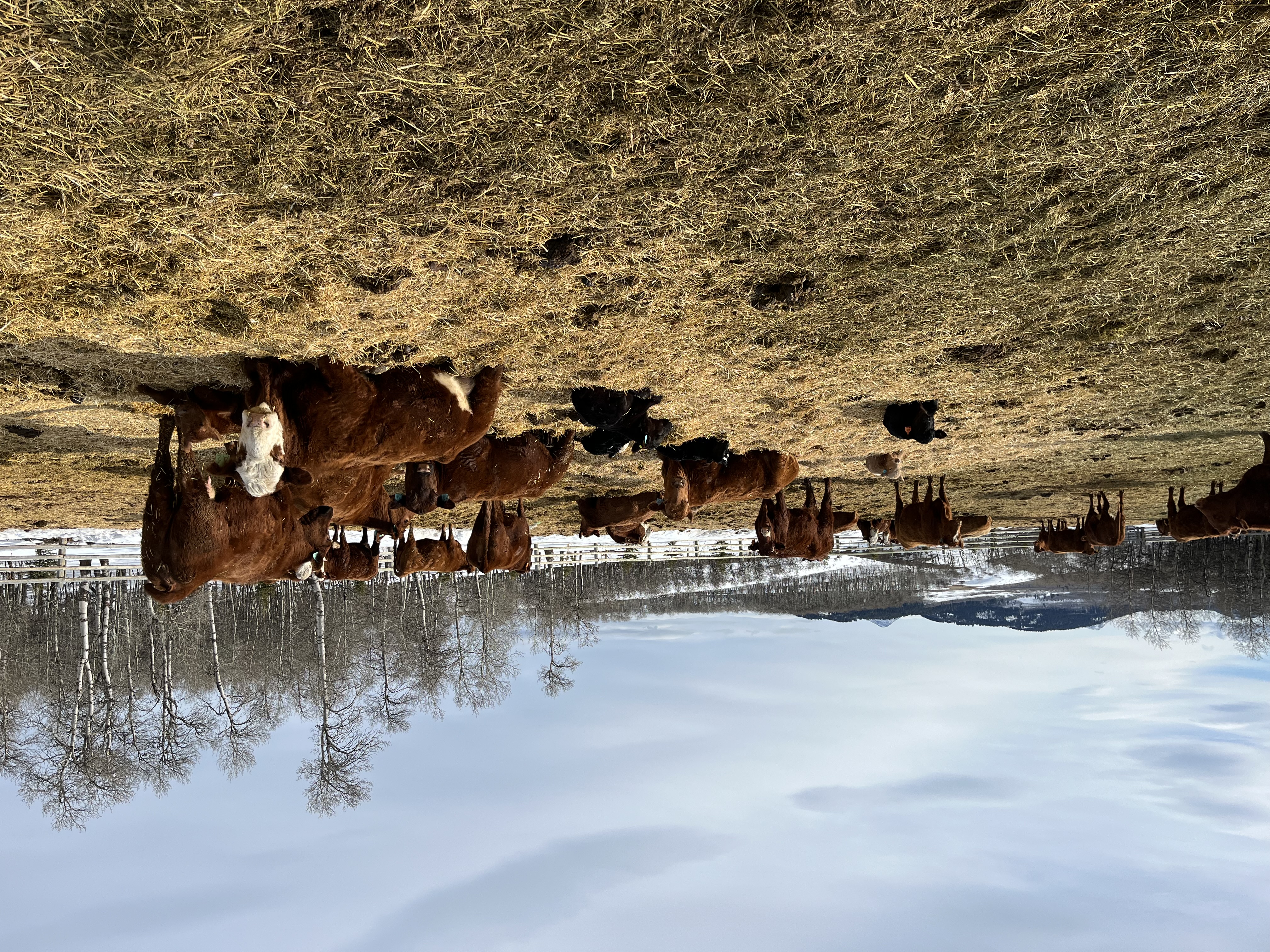 Windymere Ranch, Alberta, Canada